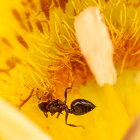 Acrobat Ant Digs Into Yellow Mariposa Lily