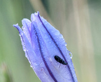Beetle in Dew