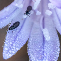 Beetles Emerging on a Dewy Morning (Detail)