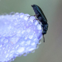 Beetle Balancing on Dew