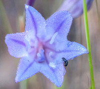 Open Flower, Dew, Beetle