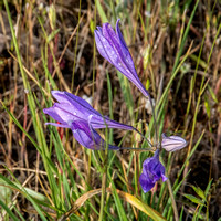 Ithuriel's spear (Triteleia laxa) from Above
