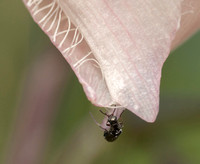Beetle on White Globe Lily (Calochortus albus)