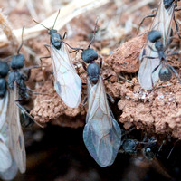 Male and Female Winged Harvester Ants (Messor andrei) Leave the Nest