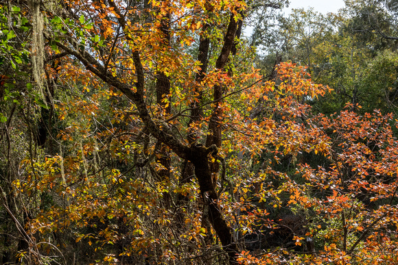 Black Oak (Quercus kelloggii) in Autumn (2)