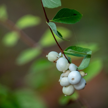 Snowberry (Symphoricarpus albus) (2)