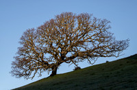 Lone Blue Oak (Quercus douglasii) at First Light