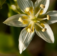Flower of Fremont's Star Lily (Zigadenus fremontii)