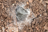 Tarantula Hole with Web? (Closer)