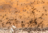 Field Ants (Formica moki) beneath Plywood
