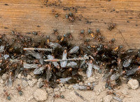Winged Field Ants (Formica moki) beneath Plywood
