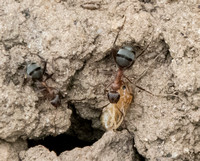 Field Ants (Formica moki) with Larva