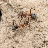 Field Ants (Formica moki?)