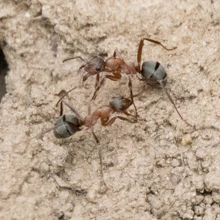 Field Ants (Formica moki?)