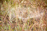 Funnel Spiderweb
