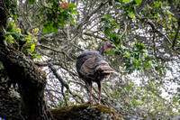 Wild Turkey (Meleagris gallopavo) up a Tree