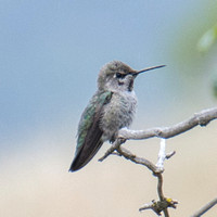 Anna's Hummingbird (Calypte anna) (?)