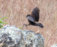 Red-winged Blackbird (Agelaius phoeniceus) Landing on Serpentine Rock