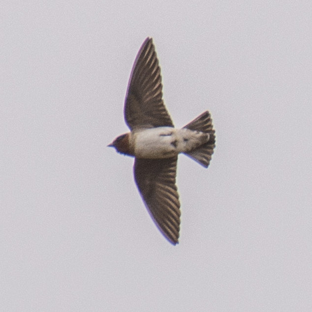 Cliff Swallow (Petrochelidon pyrrhonota) in Flight