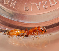 Rare Twig Ant (Pseudomyrmex apache)