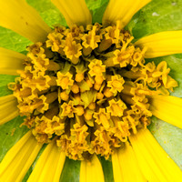 Central Flowers of Smooth Mule Ears (Wyethia glabra)