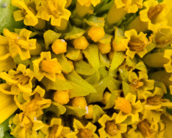 Central Flowers of Smooth Mule Ears (Wyethia glabra) up Close
