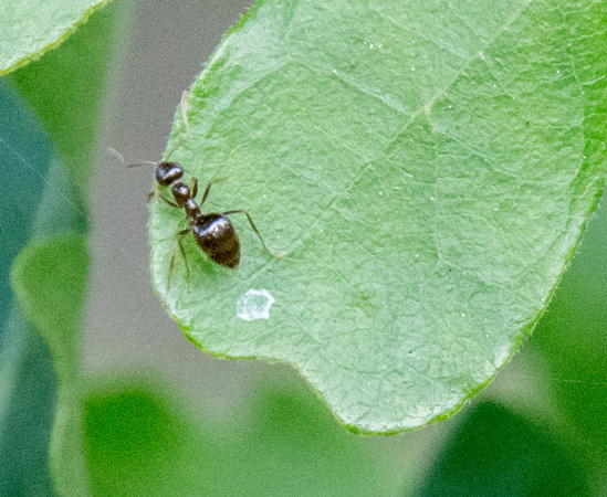 Acrobat Ant (Crematogaster coarctata) on Leaf