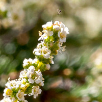 Insect over Tip of Chamise Flowers