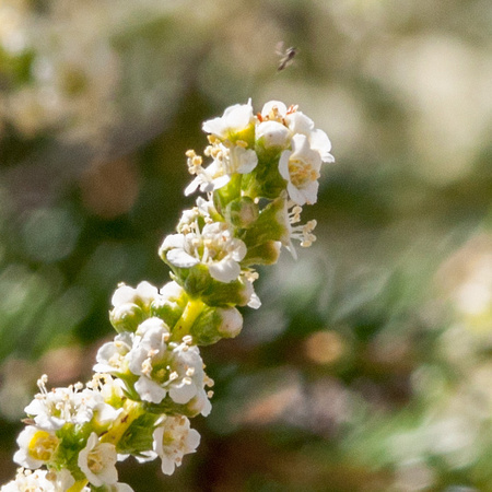 Insect over Tip of Chamise Flowers