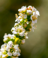 Flower Spike of Chamise (Adenostoma fasciculatum)