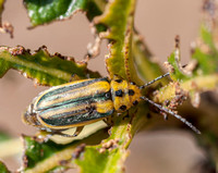 Beetle (Trihabda spp.) on Yerba Santa (Eriodictyon californicum)