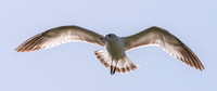 Hovering Ring-billed Gull (Larus delawarensis)