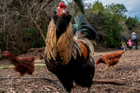 Aggressive Rooster
