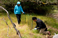 Rodolfo Dirzo and Assistant Place Stake near Caged Blue Oak (Quercus douglasii)