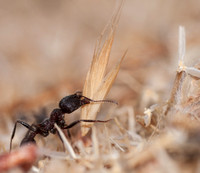 Harvester Ant (Messor andrei) with Seed