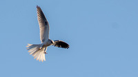 White-tailed Kite (Elanus leucurus), Descending!