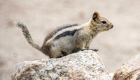 Camp Followers: Squirrel & Marmot