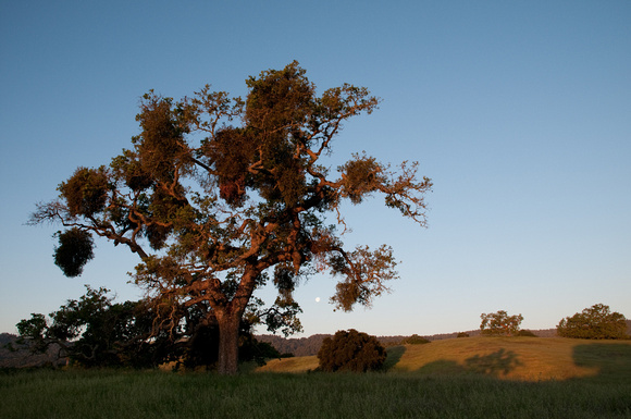 Moonset, Valley Oak, Mistletoe at Dawn