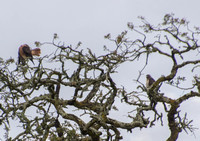 Red-tailed Hawks in Valley Oak -- View of Tail