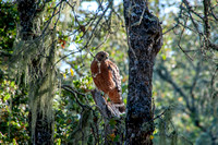 Red-shouldered Hawk (Buteo lineatus) on perch in Blue Oak forest