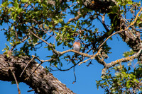 Western Bluebird (Siala mexicana) in Mid Mistletoe Oak