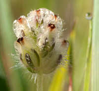 Flower of California Plantain (Plantago erecta) in Dew