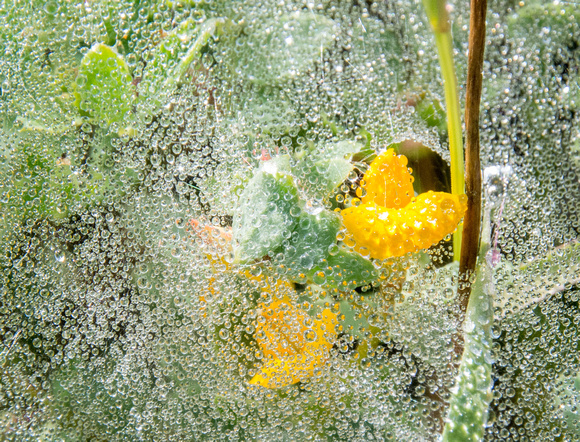 Dewdrops, Spiderweb, Flowers