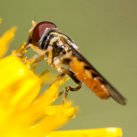 Beefly on Weedy Hawksbeard (Side View)