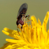 Beefly on Weedy Hawksbeard