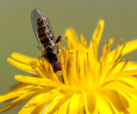 Beefly Descends into Weedy Hawksbeard
