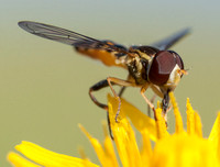 Beefly on Weedy Hawksbeard, from Below