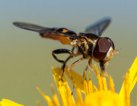 Beefly on Weedy Hawksbeard (Side View)