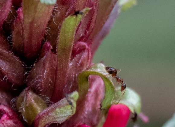 Winter Ant in Profile