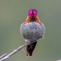 2/25/2023 Anna's Hummingbird Displays His Finery
